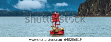 Alaska nature wildlife sea lions banner landscape cruise travel. Stellar seals on buoy in Juneau sleeping in Auke bay.