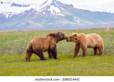 Alaska Peninsula Brown Bears Mating Ritual