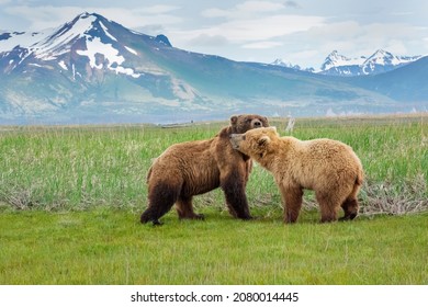 Alaska Peninsula Brown Bears Mating Ritual