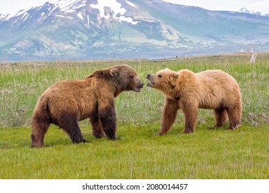 Alaska Peninsula Brown Bears Mating Ritual