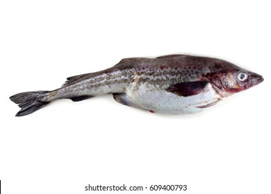 Alaska Pollock