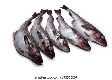 Alaska Pollock