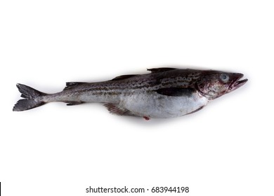 Alaska Pollock