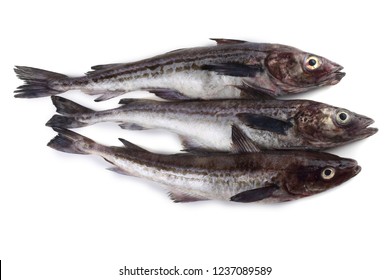 Alaska Pollock 图片 库存照片和矢量图 Shutterstock