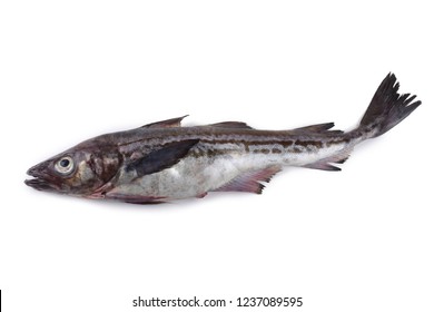 Alaska Pollock 图片 库存照片和矢量图 Shutterstock