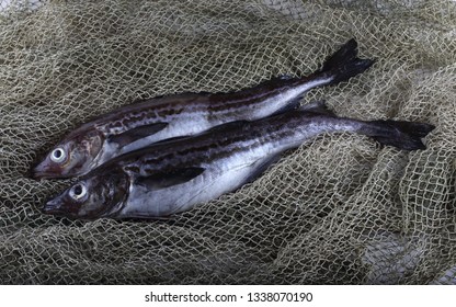 Alaska Pollock On Net