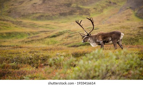 Alaska Raindeer In The Field