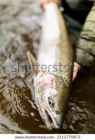 Alaska trout steelhead fly fishing fisherman wildlife