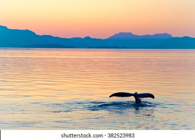 Alaska Whale Tail Sunset