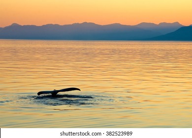 Alaska Whale Tail Sunset