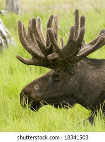 Alaska Wildlife Conservation Center