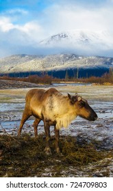 Alaska Wildlife Conservation Center