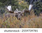 Alaska Yukon Bull Moose in Autumn in Denali National Park Alaska