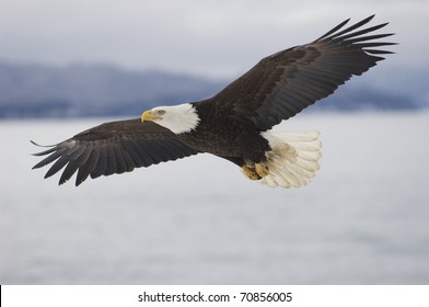 Alaskan Bald Eagle flying over water with mountains in background