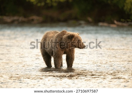 An Alaskan brown bear in Brooks River not far from Brooks Falls searching for salmon in September in Katmai National Park, Alaska