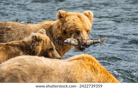 Alaskan brown bear hunting salmon in brooks falls in Alaska
