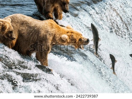 Alaskan brown bear hunting salmon in brooks falls in Alaska