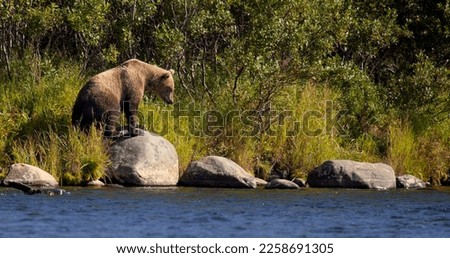Alaskan brown bear at Katmai riverbank, Katmai wilderness, Alaska USA