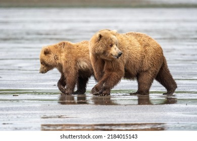 An Alaskan Brown Bear On Mudflats In McNeil River State Game Sanctuary And Refuge