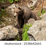 An Alaskan Brown Bear on a rocky shore of the Big River