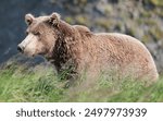 Alaskan brown bear pauses among sedge grass at McNeil River