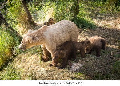 Alaskan brown bear sow with three cubs along the shore of the Brooks River in Katmai National Park, Alaska - Shutterstock ID 545237311