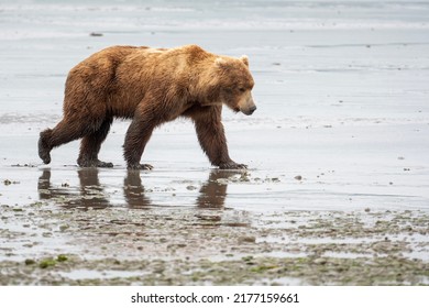 Alaskan Brown Bear Walking Across Mud Flat At Low Tide In McNeil River State Game Sanctuary And Refuge