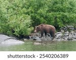 Alaskan Brown Bear walking on the rocks by the shore in Big River Lakes, Alaska, USA