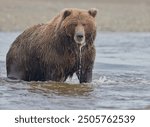 Alaskan Coastal Brown Bear fishing in Silver Salmon Creek in Lake Park National Park in Alaska.