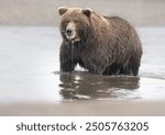 Alaskan Coastal Brown Bear fishing in Silver Salmon Creek in Lake Clark National Park in Alaska.