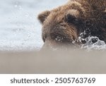 Alaskan Coastal Brown Bear fishing in Silver Salmon Creek in Lake Clark National Park in Alaska.