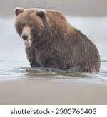 Alaskan Coastal Brown Bear fishing in Silver Salmon Creek in Lake Clark National Park in Alaska.