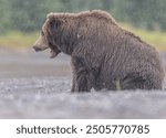 Alaskan Coastal Brown Bear fishing in Silver Salmon Creek in Lake Clark National Park in Alaska. 