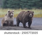 Alaskan Coastal Brown Bear mother with her cub watching for fish along Silver Salmon Creek in Lake Clark National Park in Alaska. 