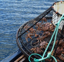 Alaskan Crab Caught In A Trap