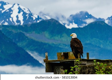 Alaskan Eagle In Seward Alaska