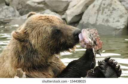 Alaskan Grizzly Bear Eating A Piece Of Fish