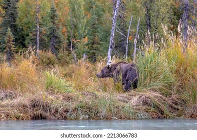 Alaskan Grizzly Bear Fishing For Salmon In Remote Glacial Lake Vertical Image