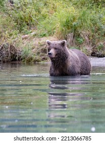 Alaskan Grizzly Bear Fishing For Salmon In Remote Glacial Lake Vertical Image