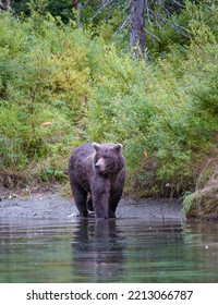 Alaskan Grizzly Bear Fishing For Salmon In Remote Glacial Lake Vertical Image