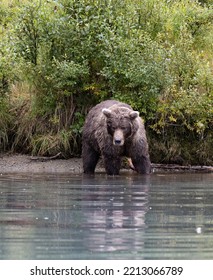 Alaskan Grizzly Bear Fishing For Salmon In Remote Glacial Lake Vertical Image