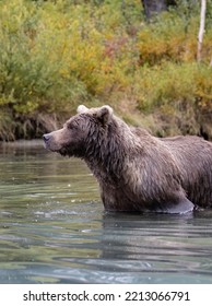 Alaskan Grizzly Bear Fishing For Salmon In Remote Glacial Lake Vertical Image