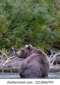 Alaskan Grizzly Bear Fishing For Salmon In Remote Glacial Lake Vertical Image