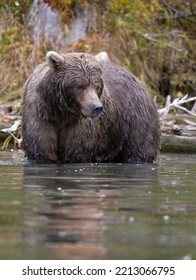 Alaskan Grizzly Bear Fishing For Salmon In Remote Glacial Lake Vertical Image