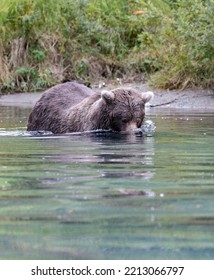 Alaskan Grizzly Bear Fishing For Salmon In Remote Glacial Lake Vertical Image