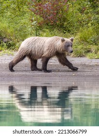 Alaskan Grizzly Bear Fishing For Salmon In Remote Glacial Lake Vertical Image