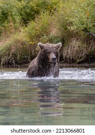 Alaskan Grizzly Bear Fishing For Salmon In Remote Glacial Lake Vertical Image