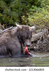 Alaskan Grizzly Bear Fishing For Salmon In Remote Glacial Lake Vertical Image