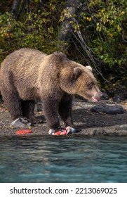 Alaskan Grizzly Bear Fishing For Salmon In Blue Glacial Water Of A Remote Lake