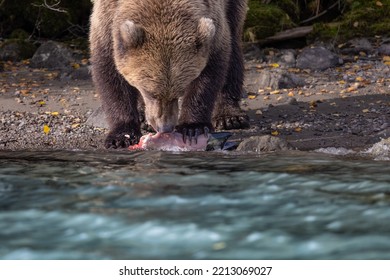 Alaskan Grizzly Bear Fishing For Salmon In Blue Glacial Water Of A Remote Lake